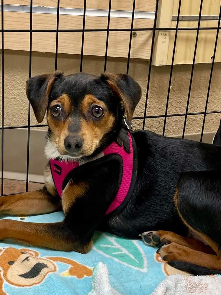 Allison, Adoptable, Young Female Dachshund & Chihuahua.