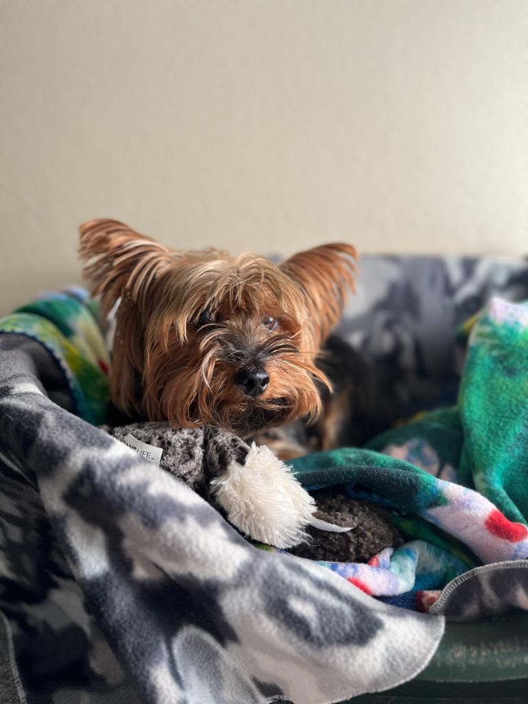 Enlarge Max, a Adopted Yorkshire Terrier in Lunenburg, VT image 1/3