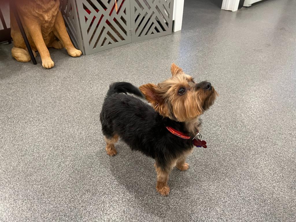 Enlarge Max, a Adopted Yorkshire Terrier in Lunenburg, VT image 2/3