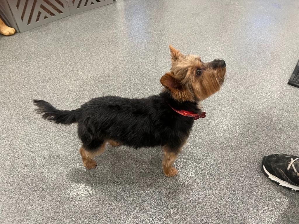 Enlarge Max, a Adopted Yorkshire Terrier in Lunenburg, VT image 3/3