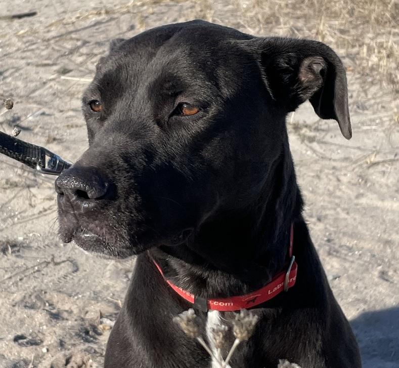 Aurora #4, ADOPTABLE, Adult Female Black Labrador Retriever.