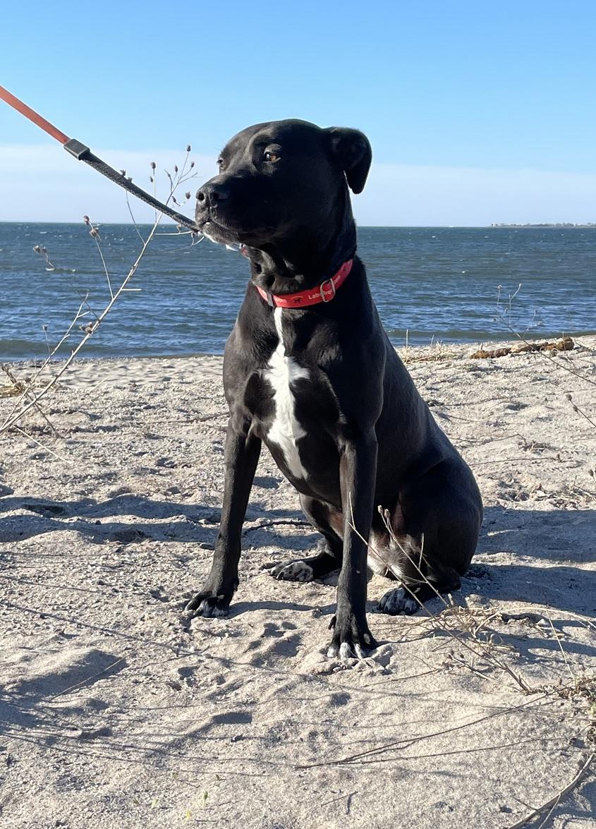 Aurora #4, a ADOPTABLE mixed breed in Killingworth, CT image 3/6