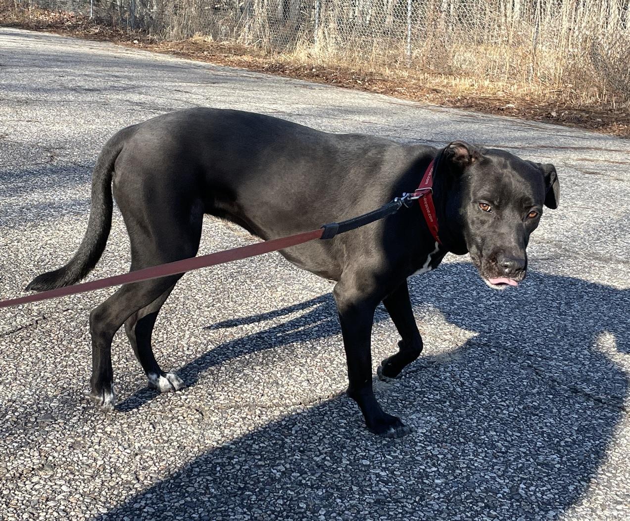 Aurora #4, a ADOPTABLE mixed breed in Killingworth, CT image 4/6