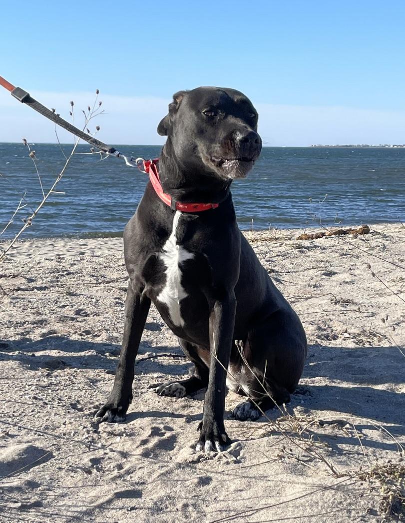 Aurora #4, a ADOPTABLE mixed breed in Killingworth, CT image 2/6