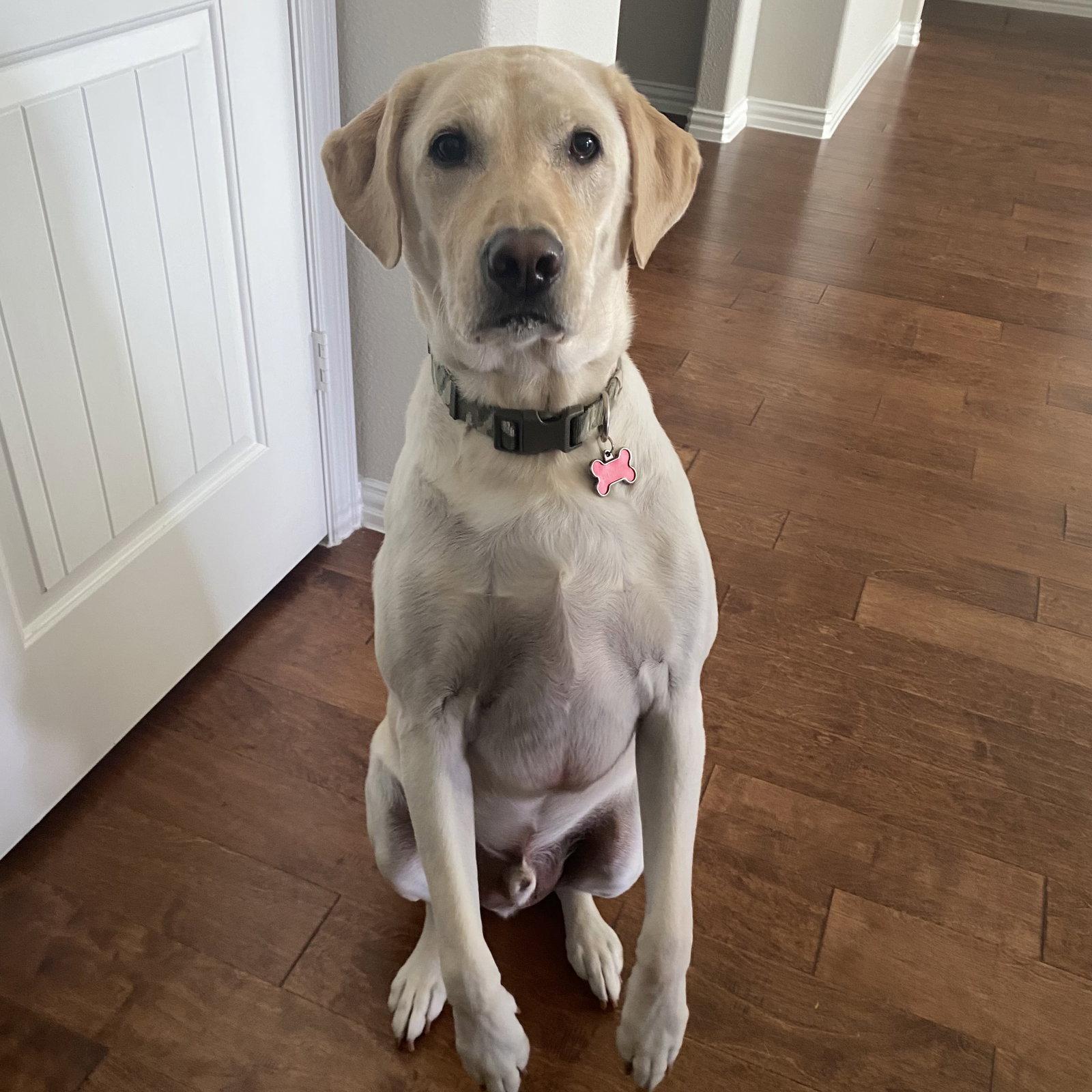 Enlarge Marley, a Adoptable Labrador Retriever in Denton, TX image 1/3