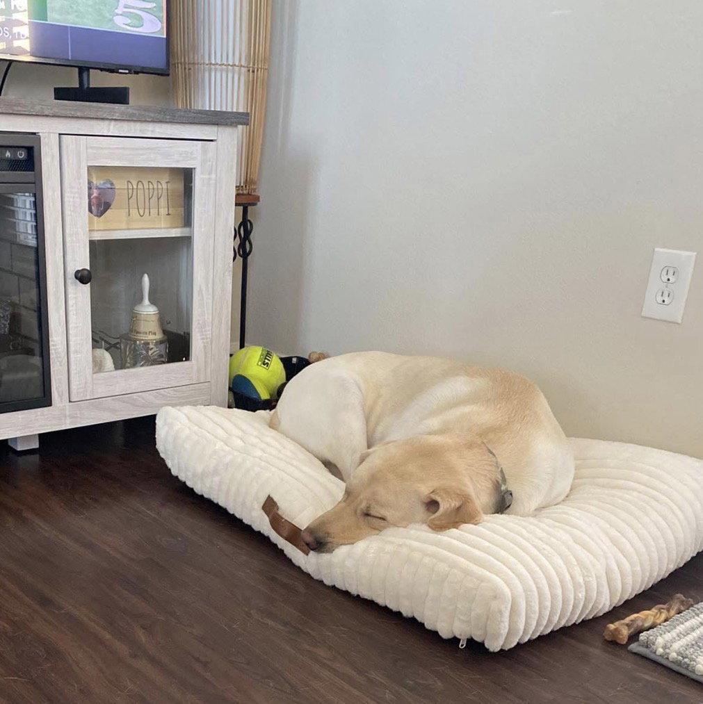 Enlarge Marley, a Adoptable Labrador Retriever in Denton, TX image 2/3
