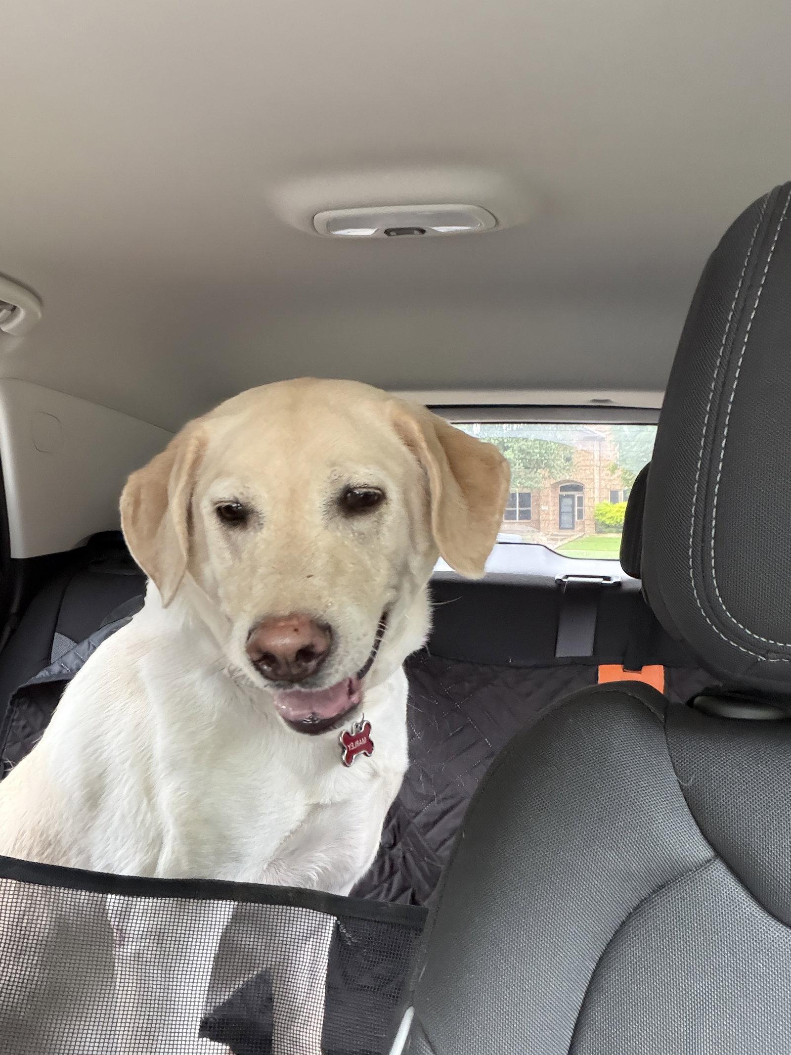 Marley, Adoptable, Adult Male Labrador Retriever.