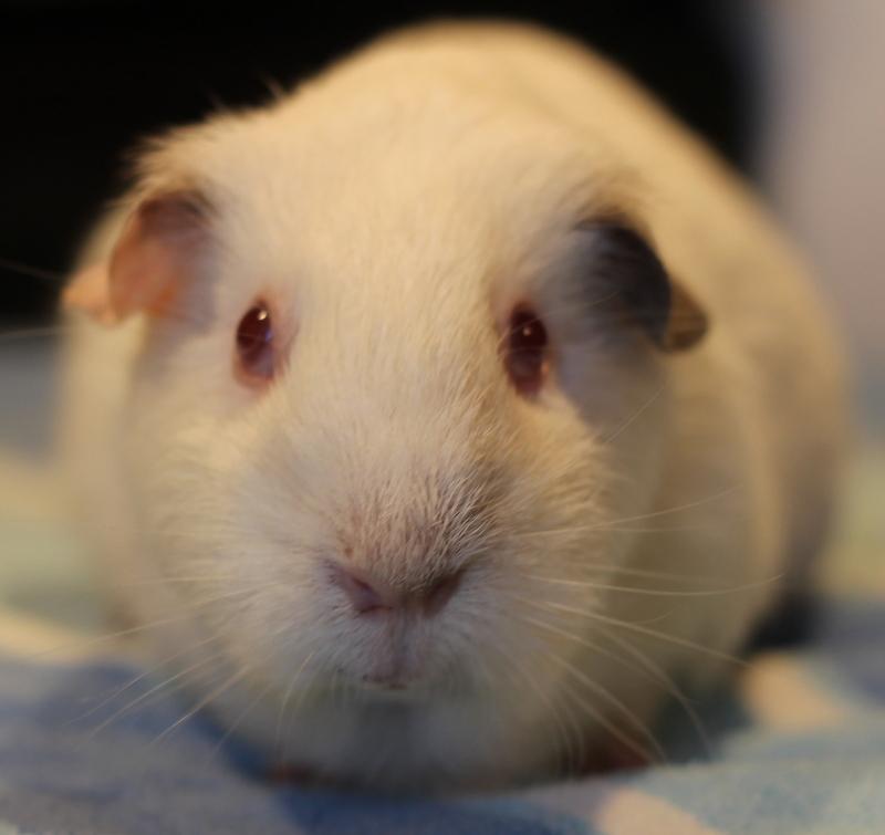 Enlarge Lucie, a Adoptable Guinea Pig in Budd Lake, NJ image 1/6