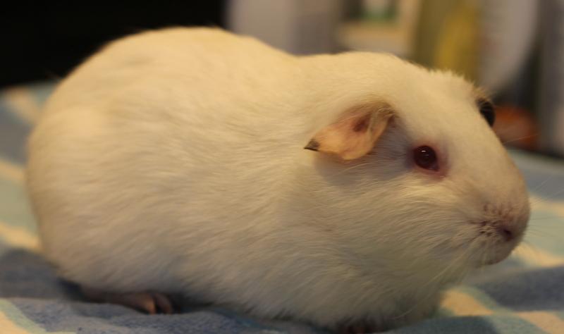 Enlarge Lucie, a Adoptable Guinea Pig in Budd Lake, NJ image 2/6
