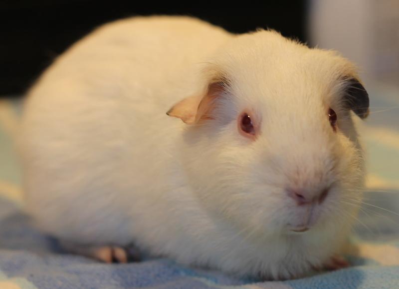 Enlarge Lucie, a Adoptable Guinea Pig in Budd Lake, NJ image 3/6