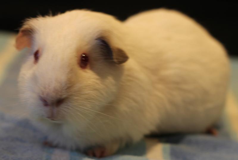 Enlarge Lucie, a Adoptable Guinea Pig in Budd Lake, NJ image 4/6