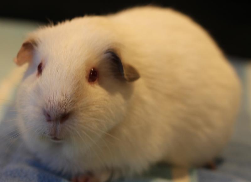 Enlarge Lucie, a Adoptable Guinea Pig in Budd Lake, NJ image 5/6