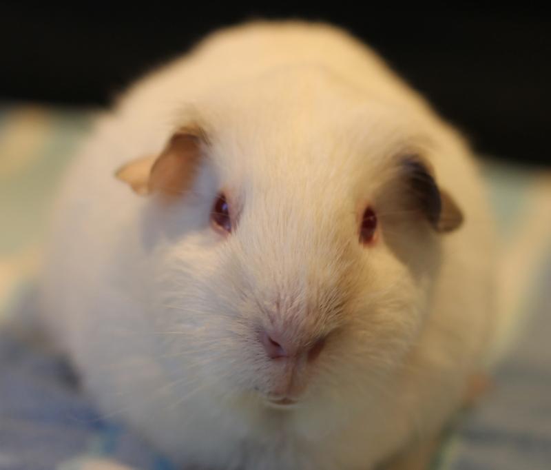 Enlarge Lucie, a Adoptable Guinea Pig in Budd Lake, NJ image 6/6