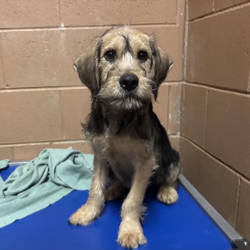 Enlarge Dutton, a Adoptable mixed breed in Hattiesburg, MS image 1/2