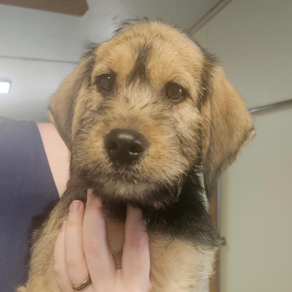 Enlarge Dutton, a Adoptable mixed breed in Hattiesburg, MS image 2/2