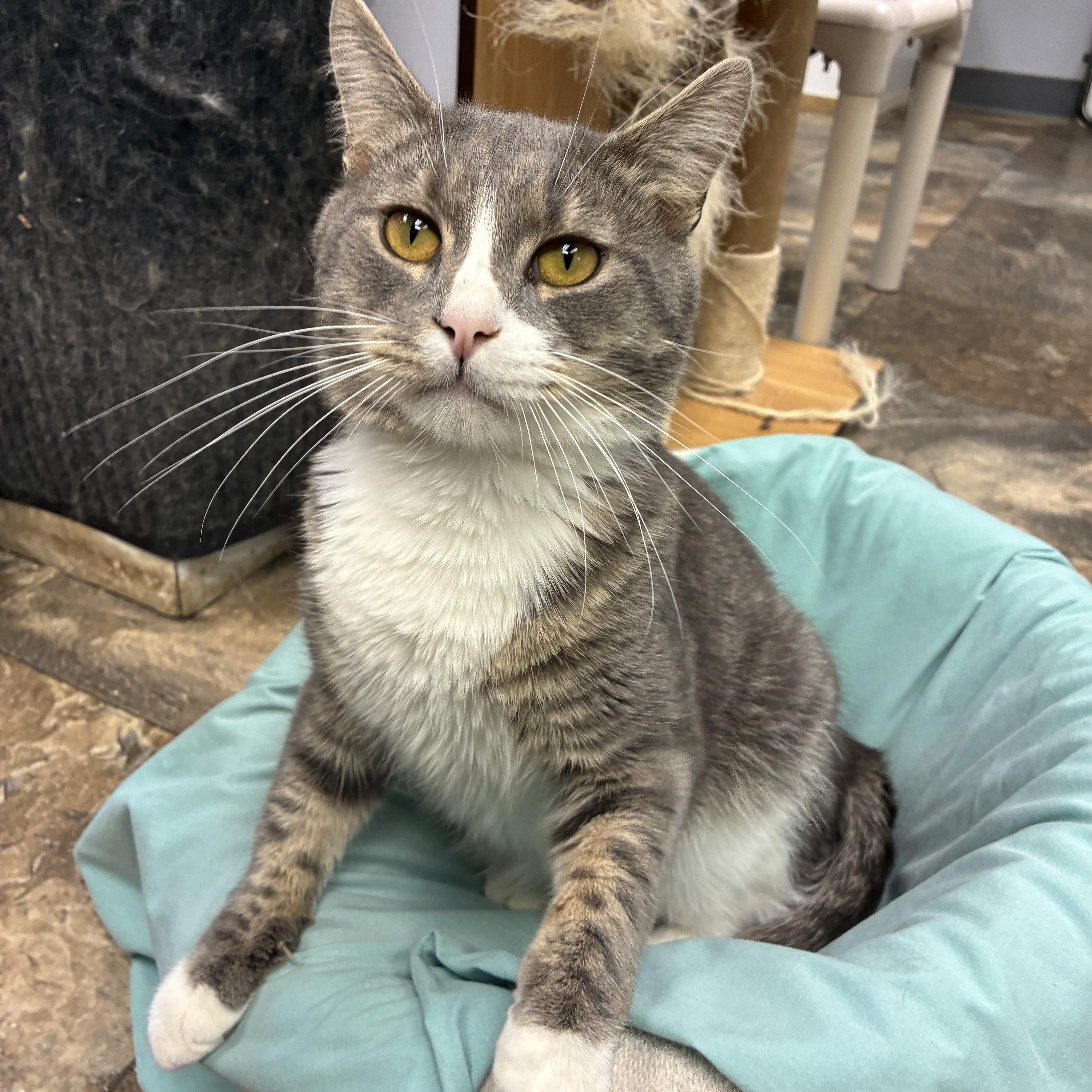 Enlarge Deacon, a ADOPTABLE Domestic Short Hair in Breinigsville, PA image 3/4