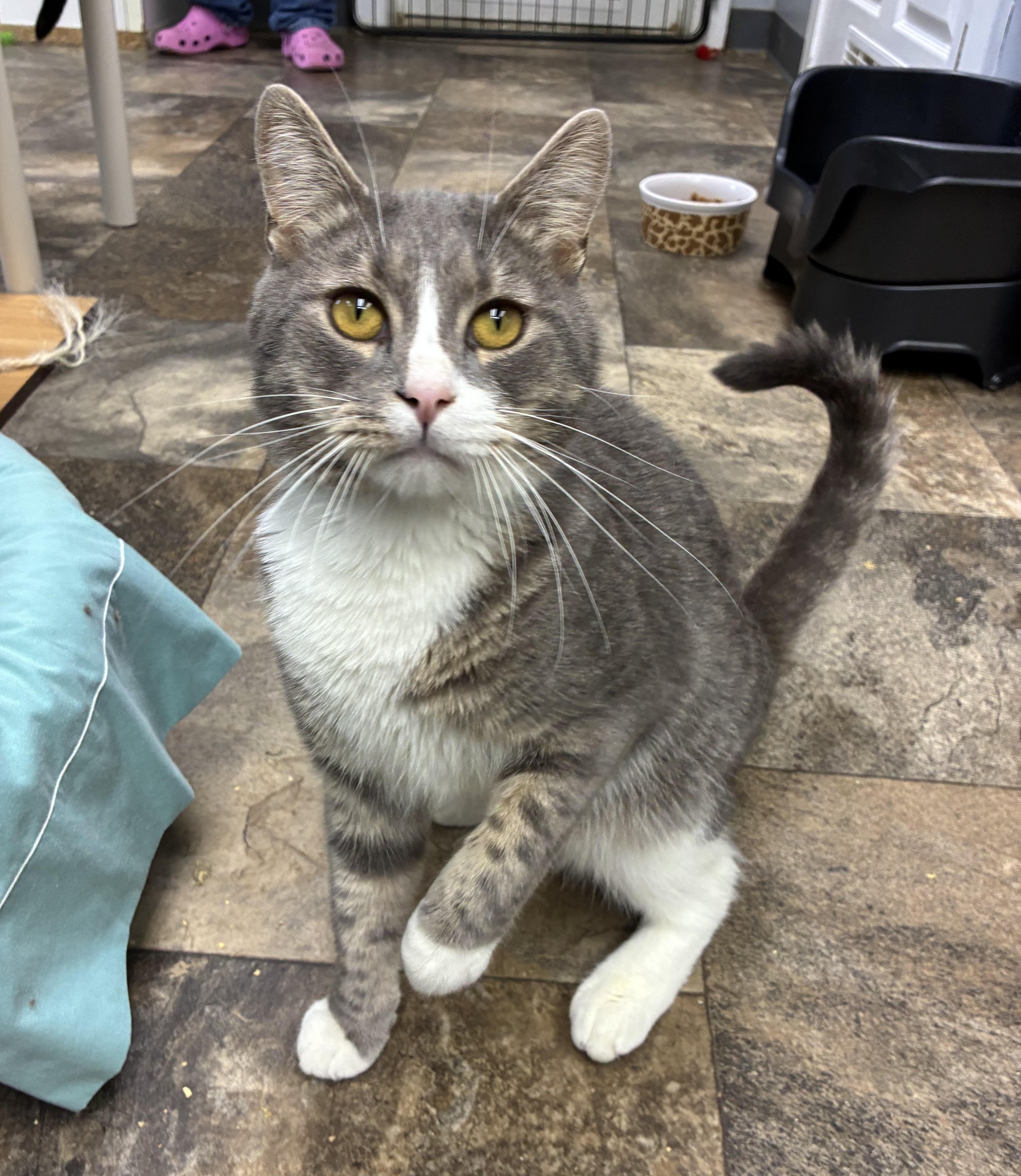 Enlarge Deacon, a ADOPTABLE Domestic Short Hair in Breinigsville, PA image 2/4