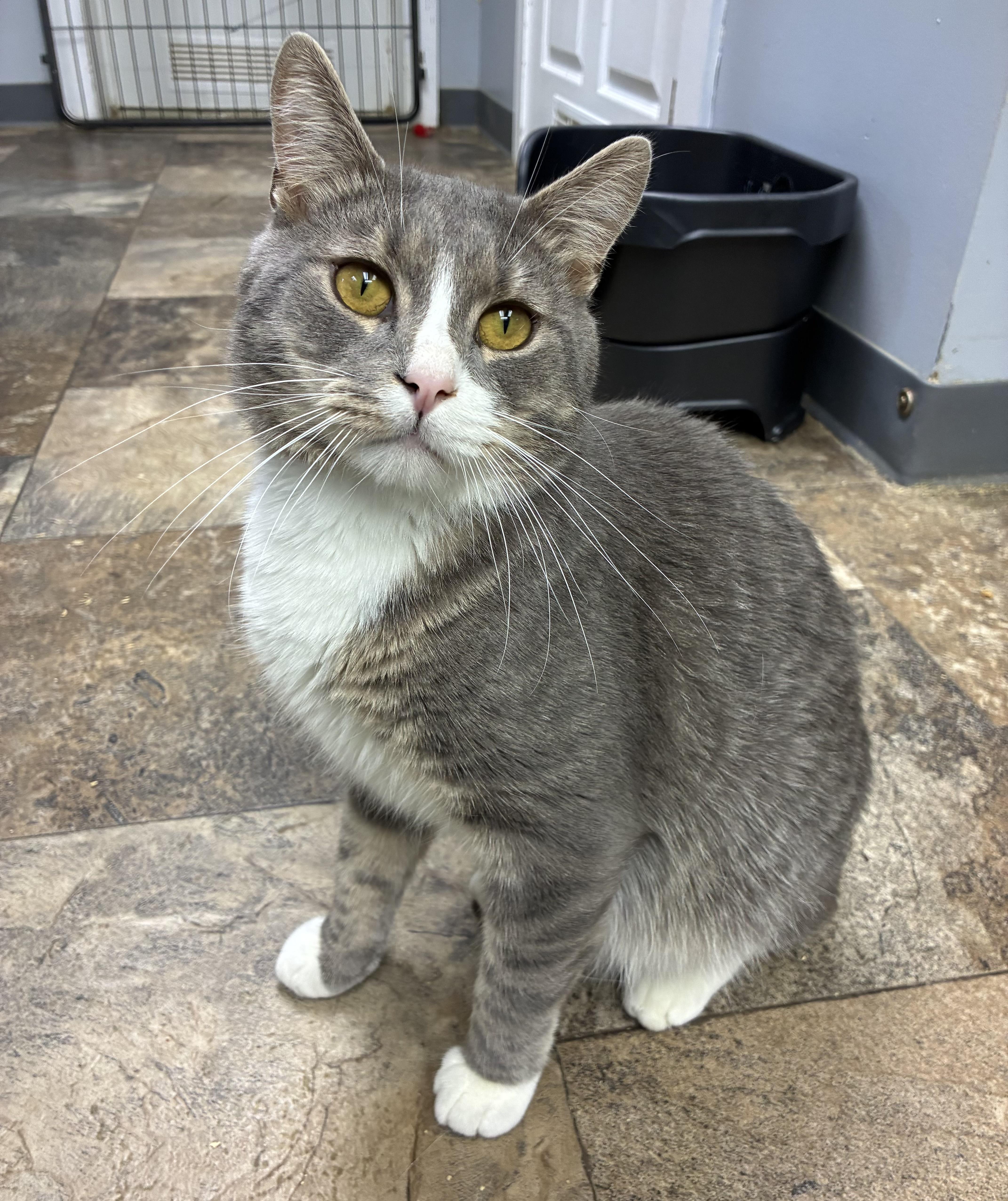 Enlarge Deacon, a ADOPTABLE Domestic Short Hair in Breinigsville, PA image 1/4