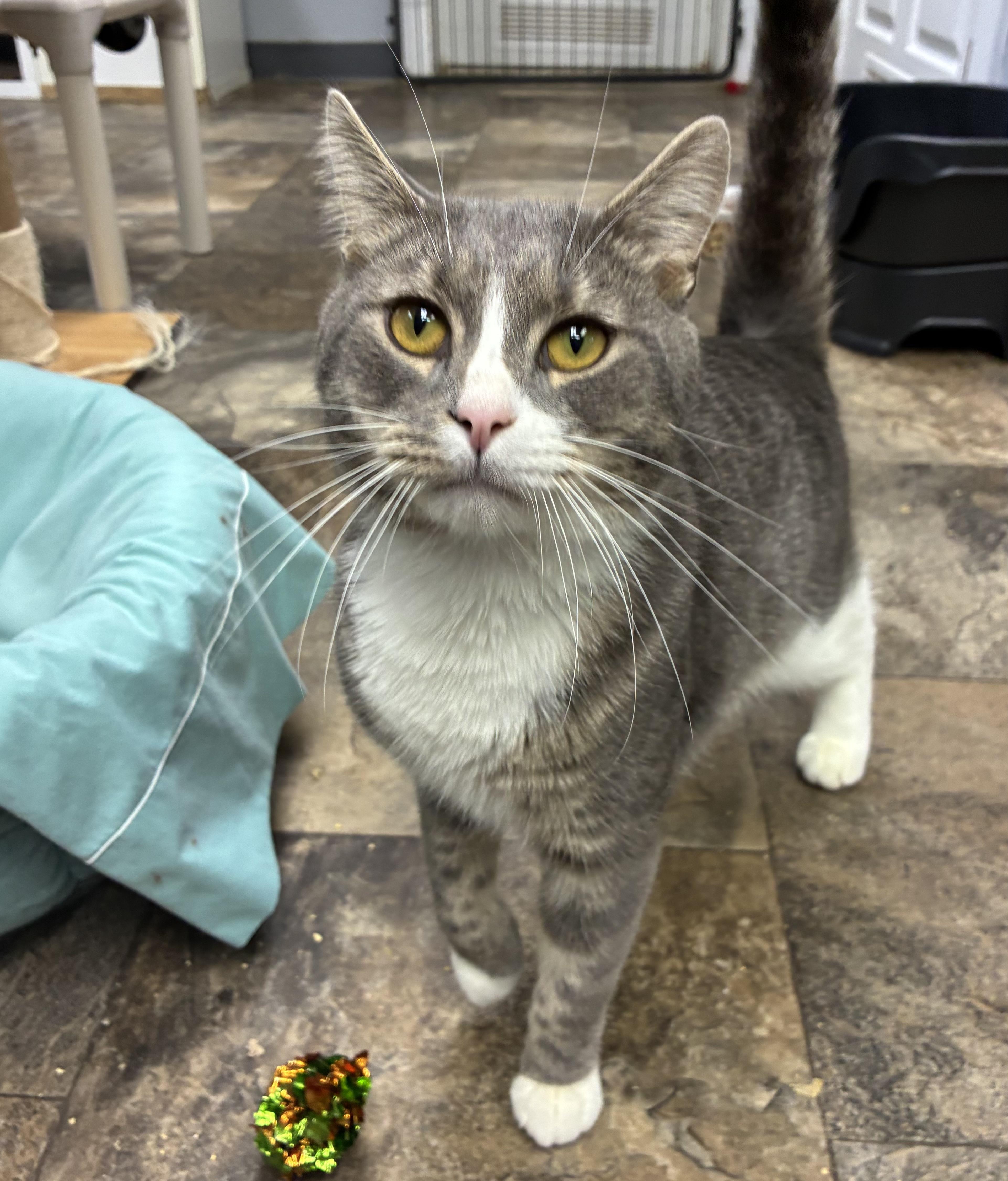 Enlarge Deacon, a ADOPTABLE Domestic Short Hair in Breinigsville, PA image 4/4