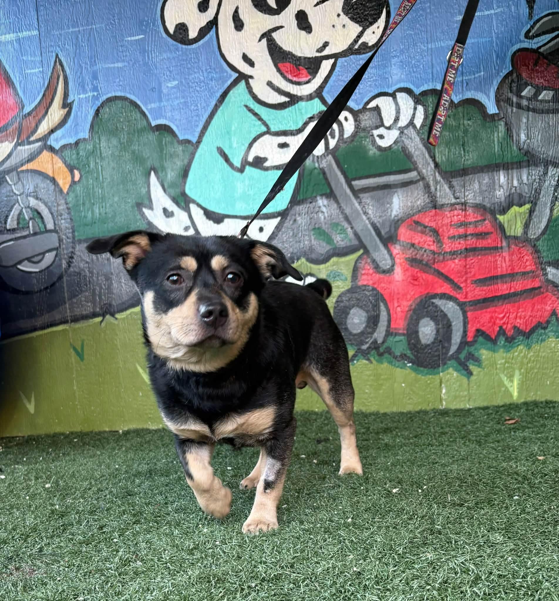 Enlarge BAINE, a Adoptable mixed breed in Vandergrift, PA image 1/1