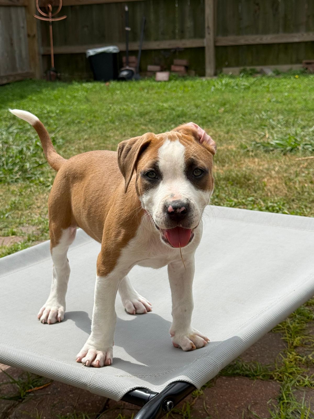 Sugar, adopted, Puppy Female Pit Bull Terrier.
