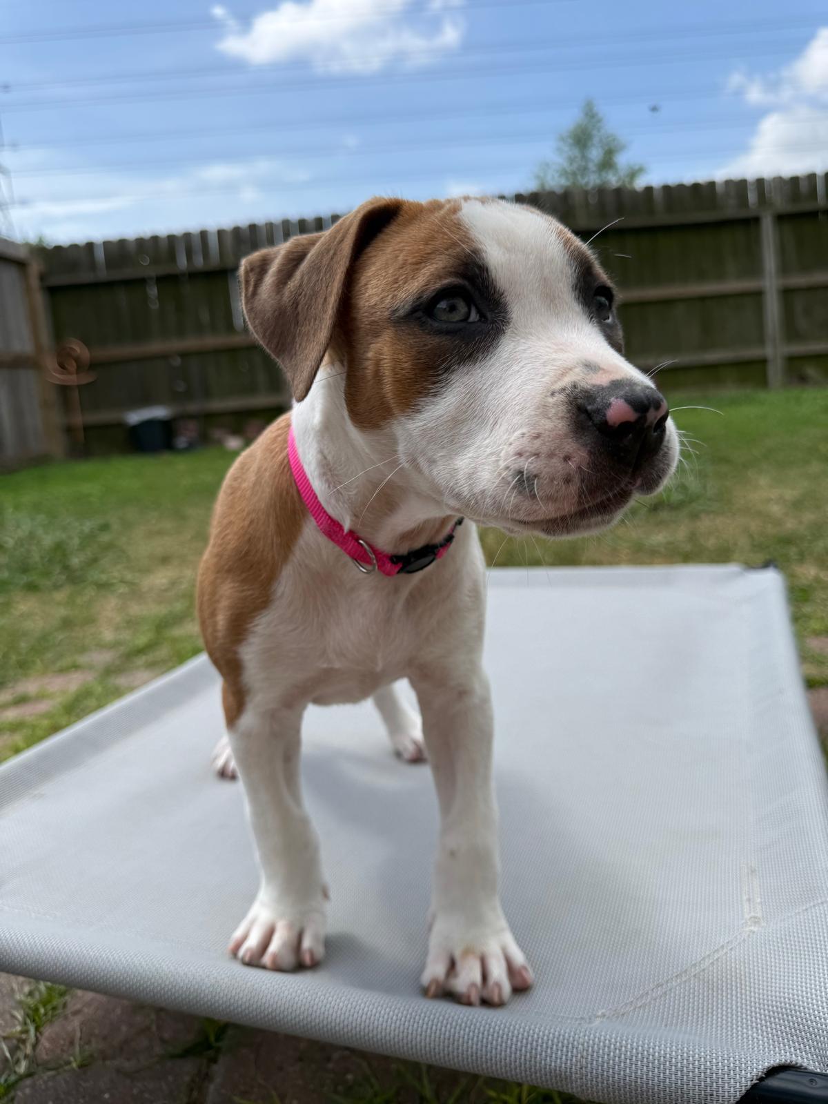 Enlarge Sugar, an adopted Pit Bull Terrier in Yonkers, NY image 6/6