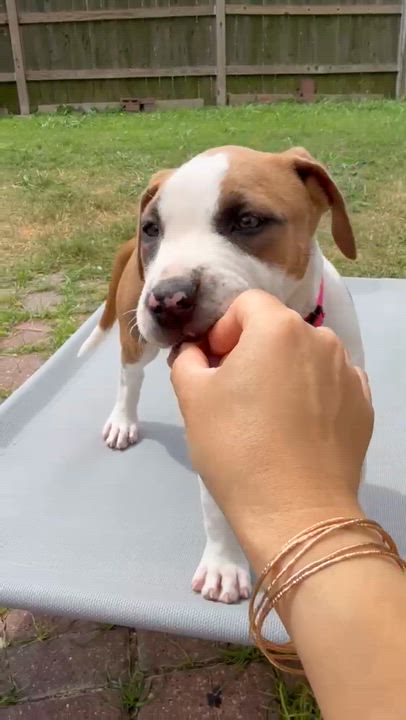 Enlarge Sugar, an adopted Pit Bull Terrier in Yonkers, NY video 5/6