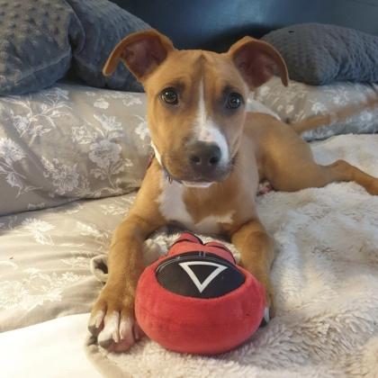 Enlarge Wembly, a Adoptable mixed breed in Elk Grove Village, IL image 1/3