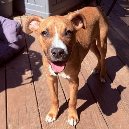 Enlarge Wembly, a Adoptable mixed breed in Elk Grove Village, IL image 2/3