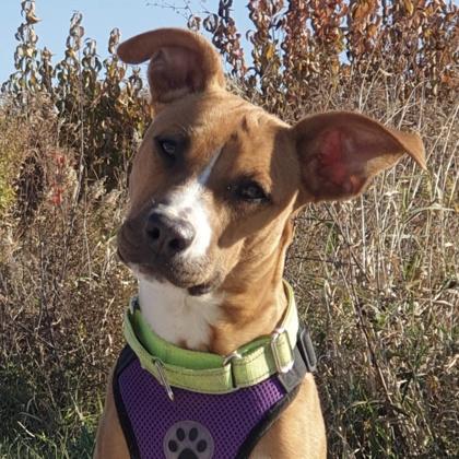 Enlarge Wembly, a Adoptable mixed breed in Elk Grove Village, IL image 3/3