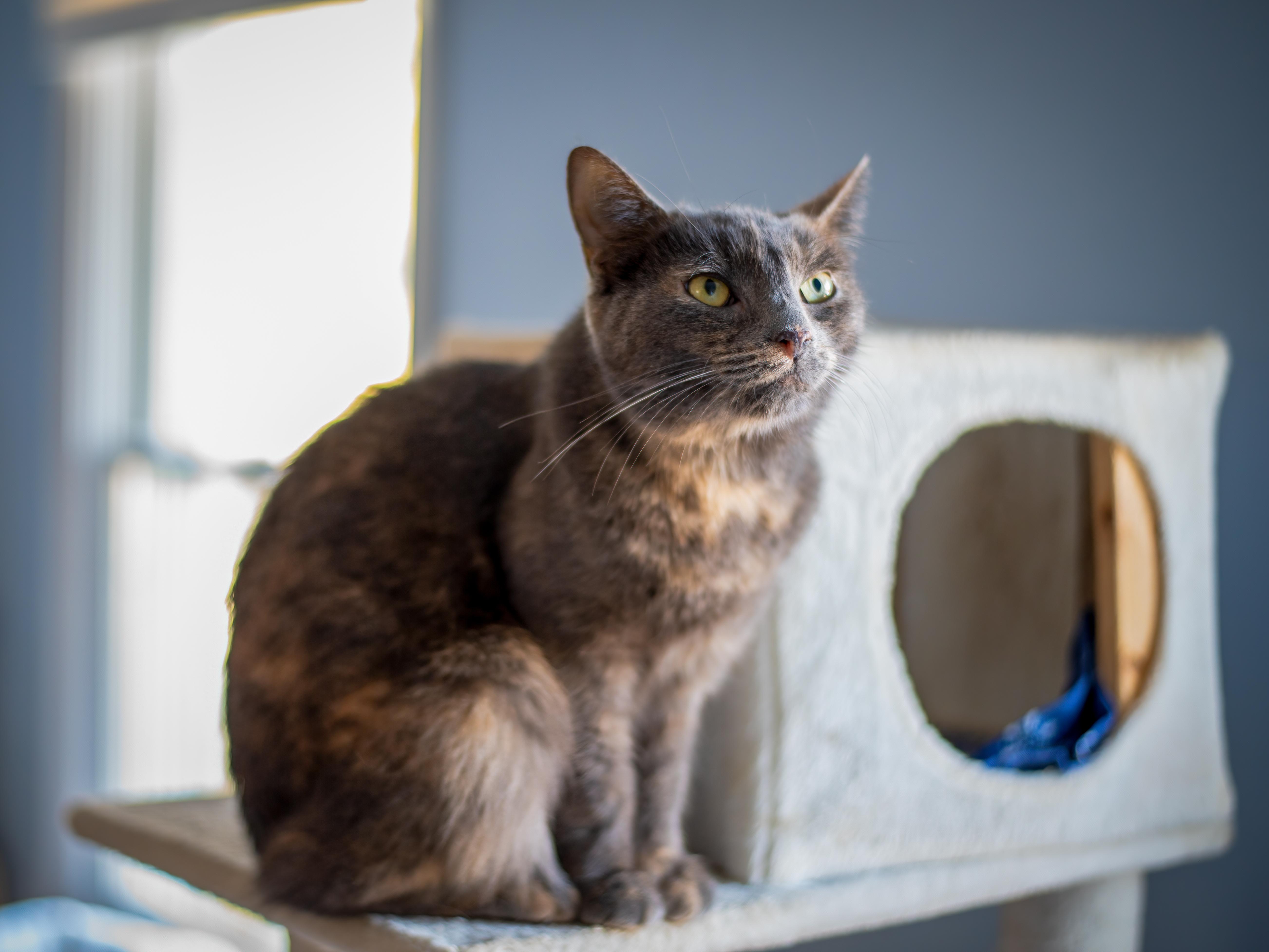 Millie , Adoptable, Young Female Dilute Tortoiseshell.