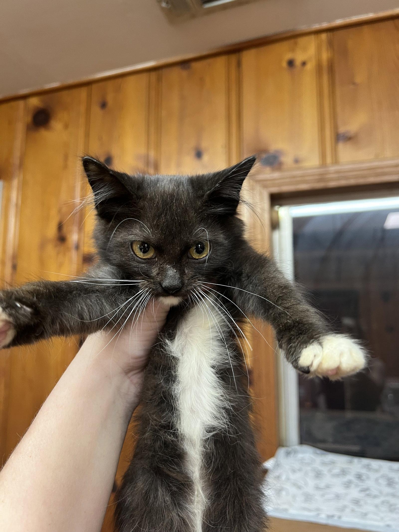 Wonder Woman, Adoptable, Kitten Female Domestic Medium Hair.