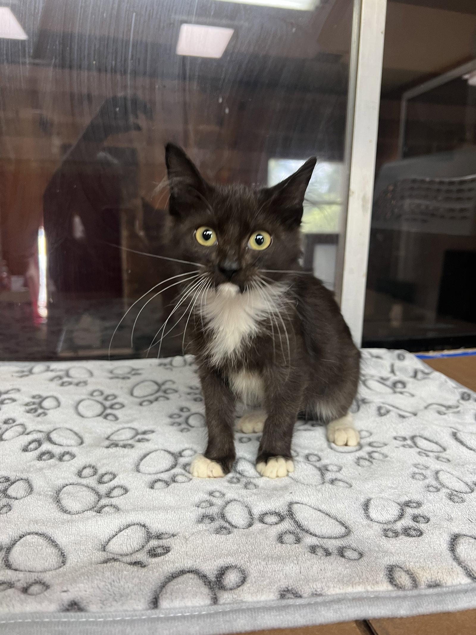 Enlarge Wonder Woman, a Adoptable Domestic Medium Hair in Bangs, TX image 2/2