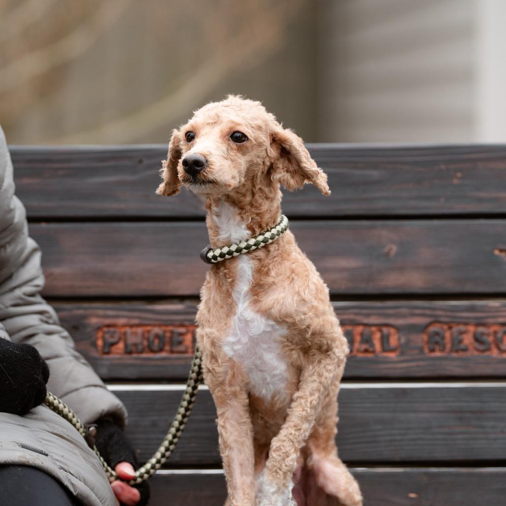 Teddy, an adopted mixed breed in Chester Springs, PA image 2/4