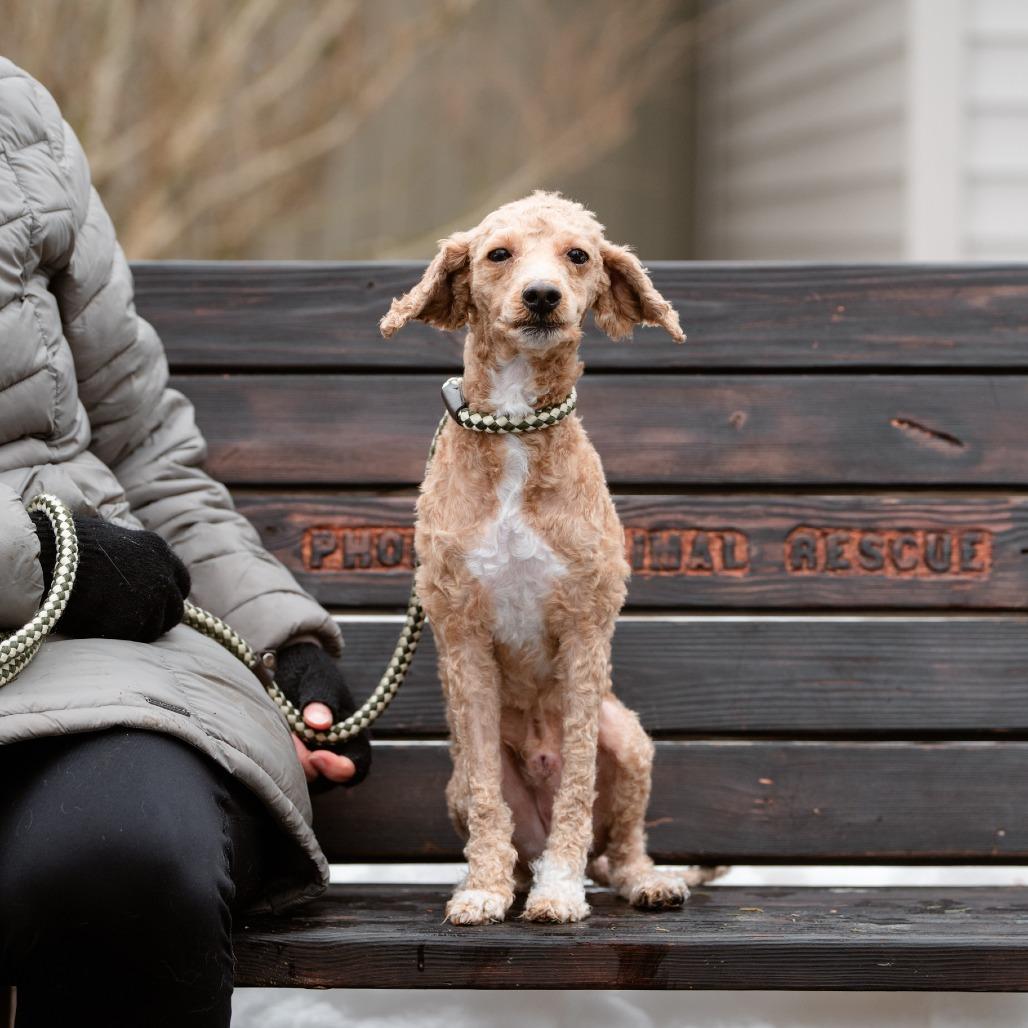 Teddy, an adopted mixed breed in Chester Springs, PA image 3/4