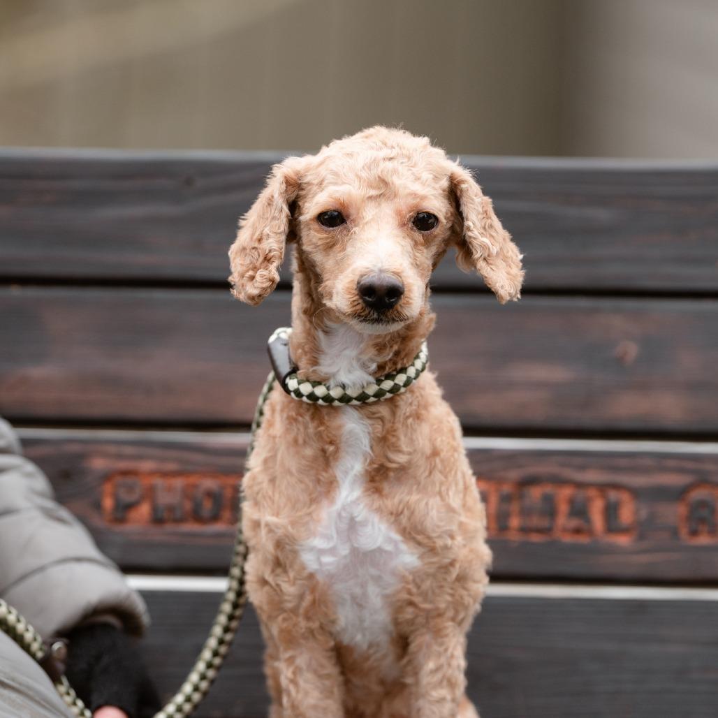 Teddy, adopted, Adult Male Poodle.