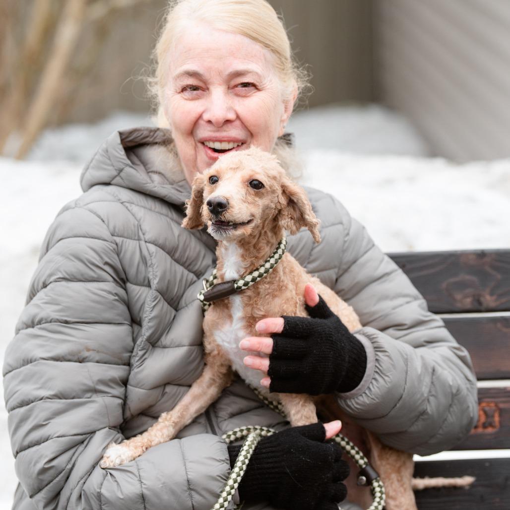 Teddy, an adopted mixed breed in Chester Springs, PA image 4/4