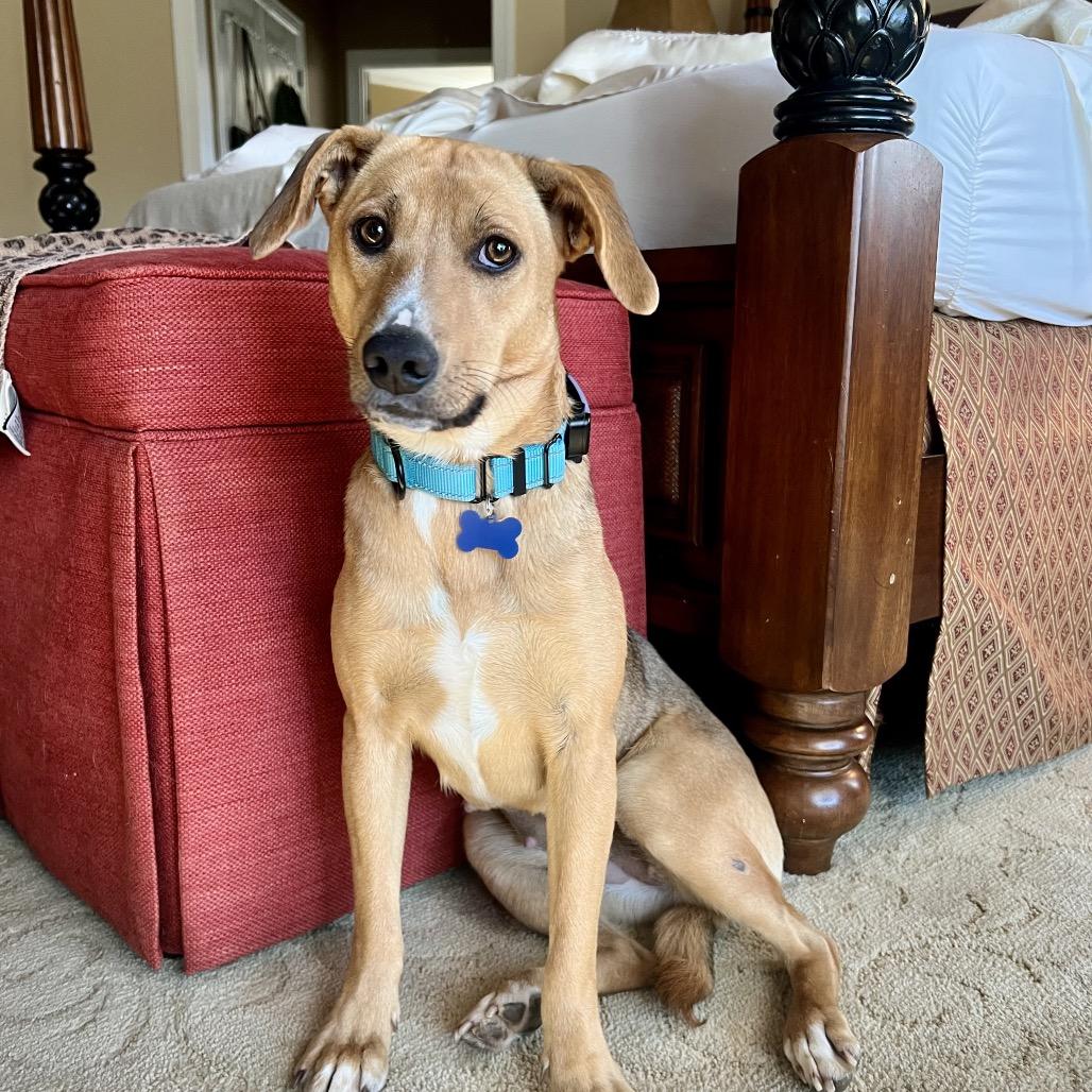 Enlarge Chocolate-Adoption Pending, a Adoptable mixed breed in Potomac, MD image 1/6