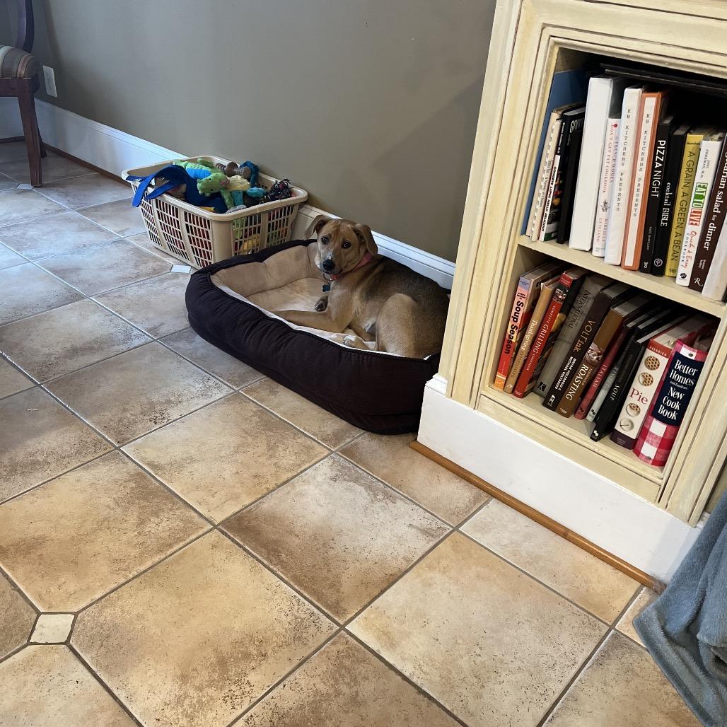 Enlarge Chocolate-Adoption Pending, a Adoptable mixed breed in Potomac, MD image 2/6