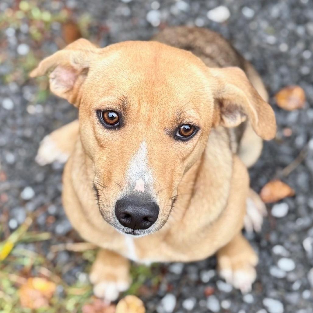 Enlarge Chocolate-Adoption Pending, a Adoptable mixed breed in Potomac, MD image 3/6