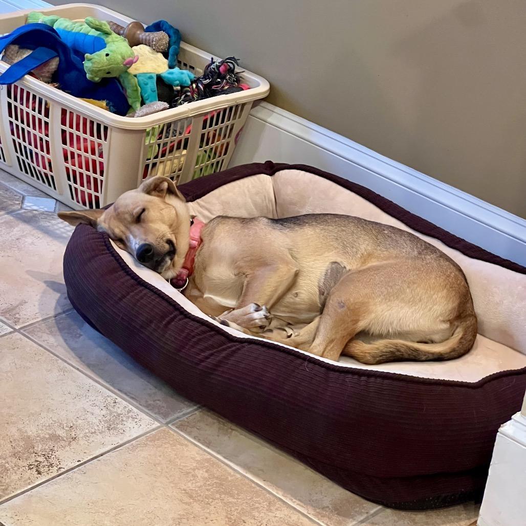 Enlarge Chocolate-Adoption Pending, a Adoptable mixed breed in Potomac, MD image 4/6