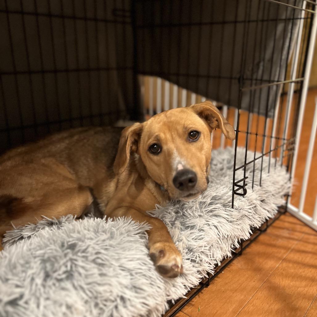 Enlarge Chocolate-Adoption Pending, a Adoptable mixed breed in Potomac, MD image 5/6