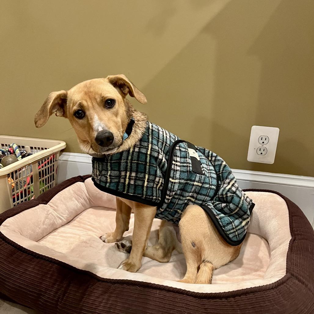 Enlarge Chocolate-Adoption Pending, a Adoptable mixed breed in Potomac, MD image 6/6