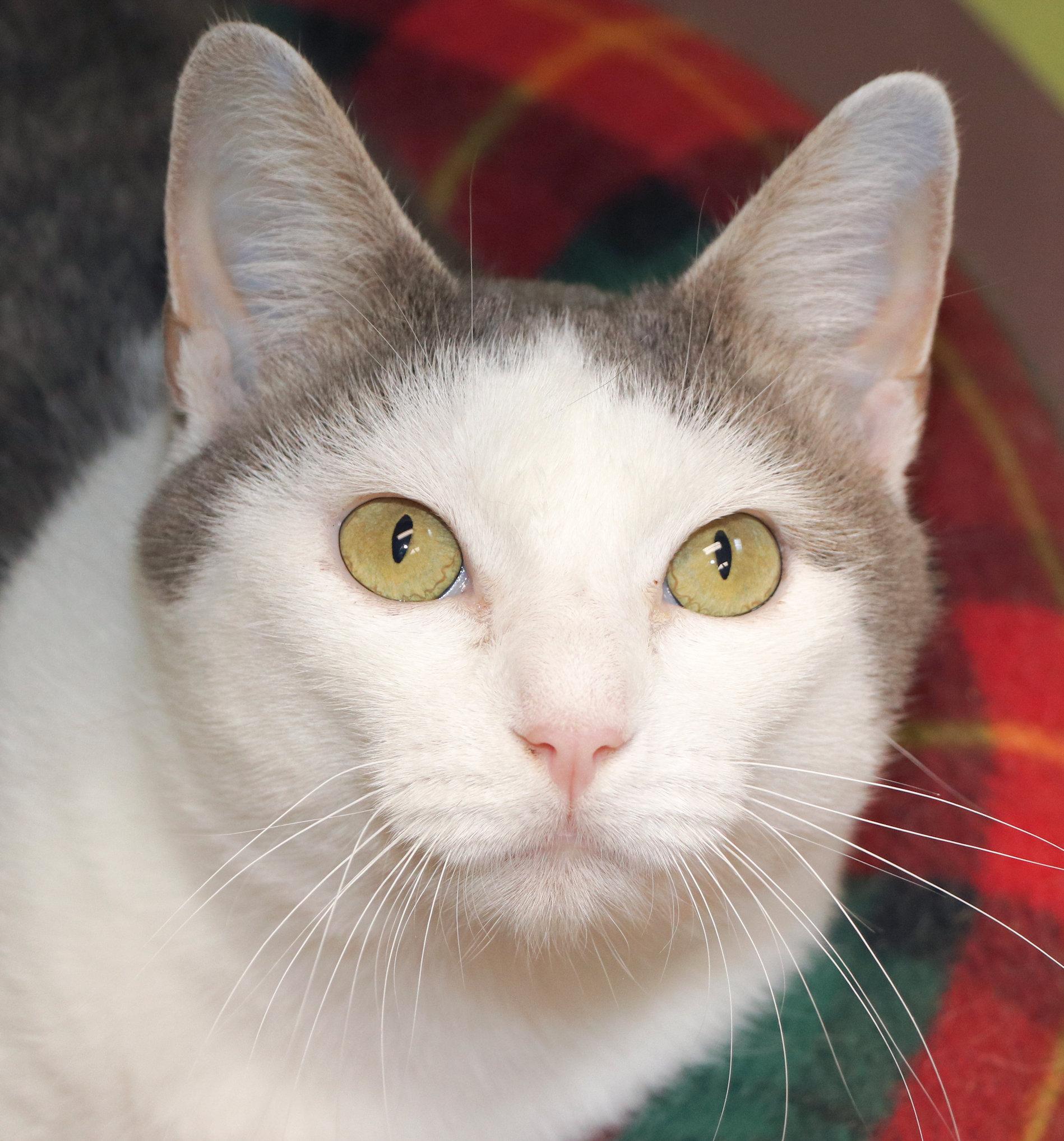 Enlarge TJ, a Adopted Domestic Short Hair in Cincinnati, OH image 1/2