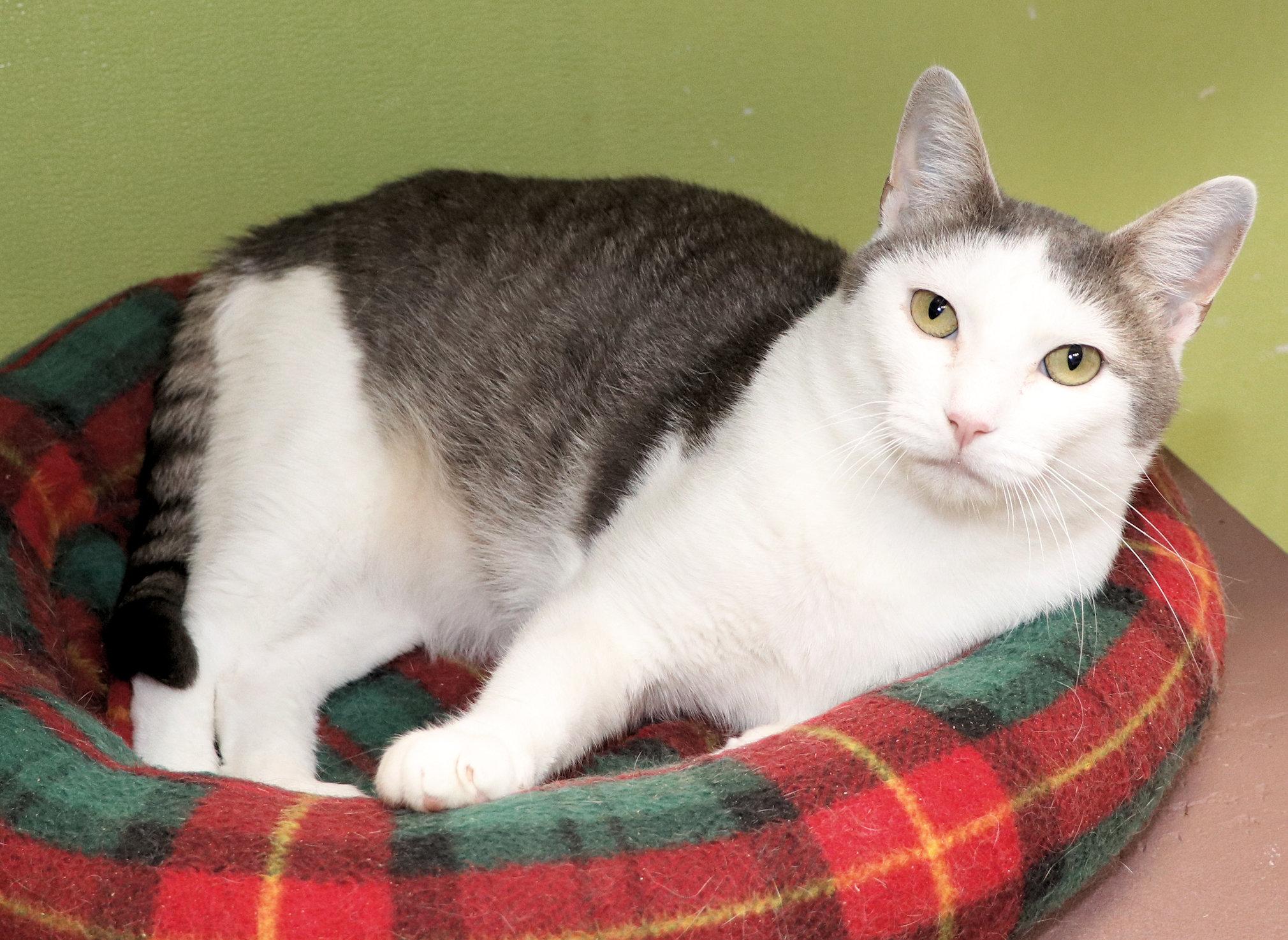 Enlarge TJ, a Adopted Domestic Short Hair in Cincinnati, OH image 2/2