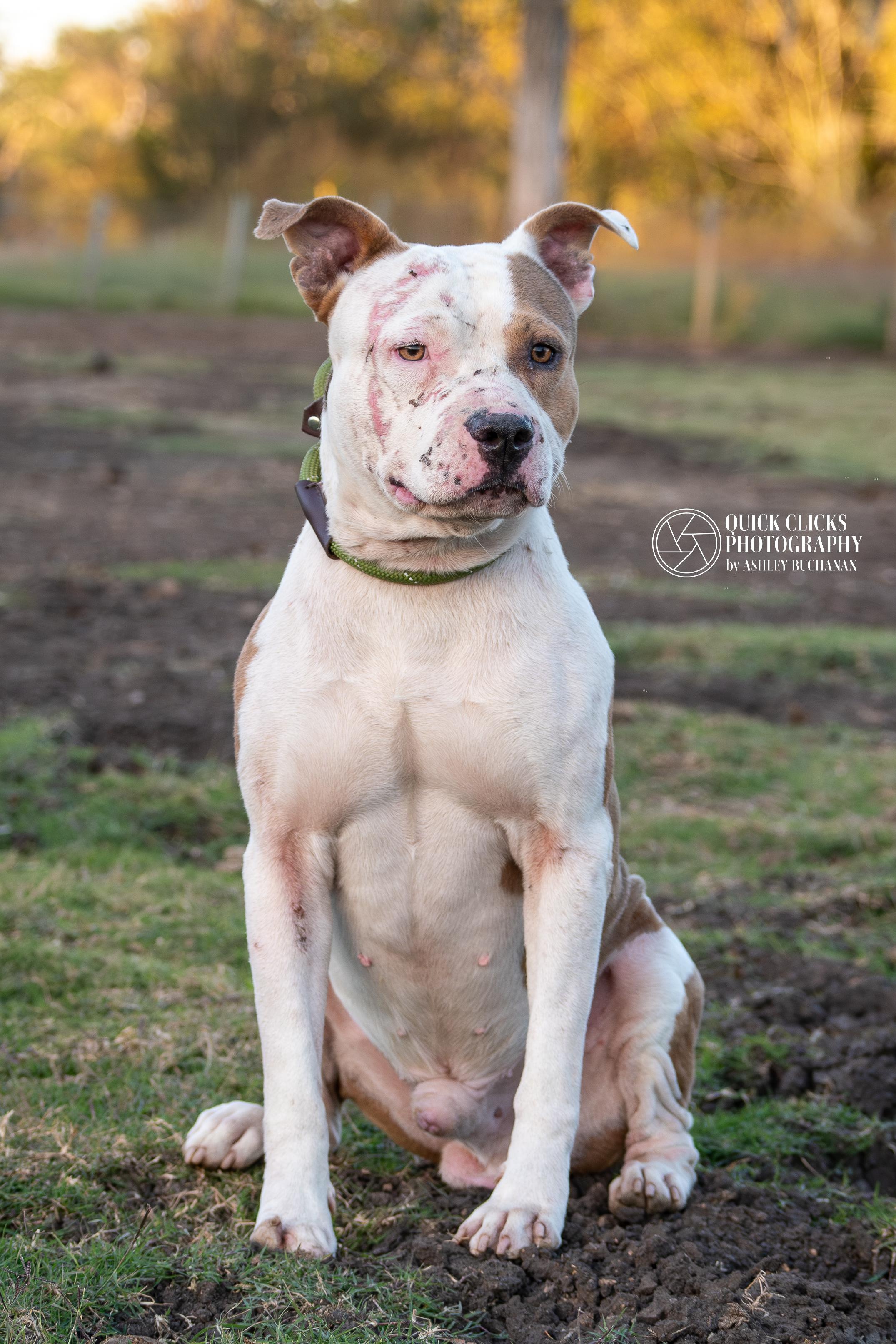Malcum, ADOPTABLE, Adult Male American Staffordshire Terrier.