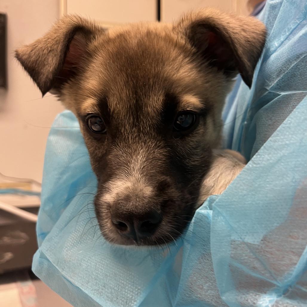 Frankie, Adoptable, Puppy Female Shepherd & Mixed Breed.