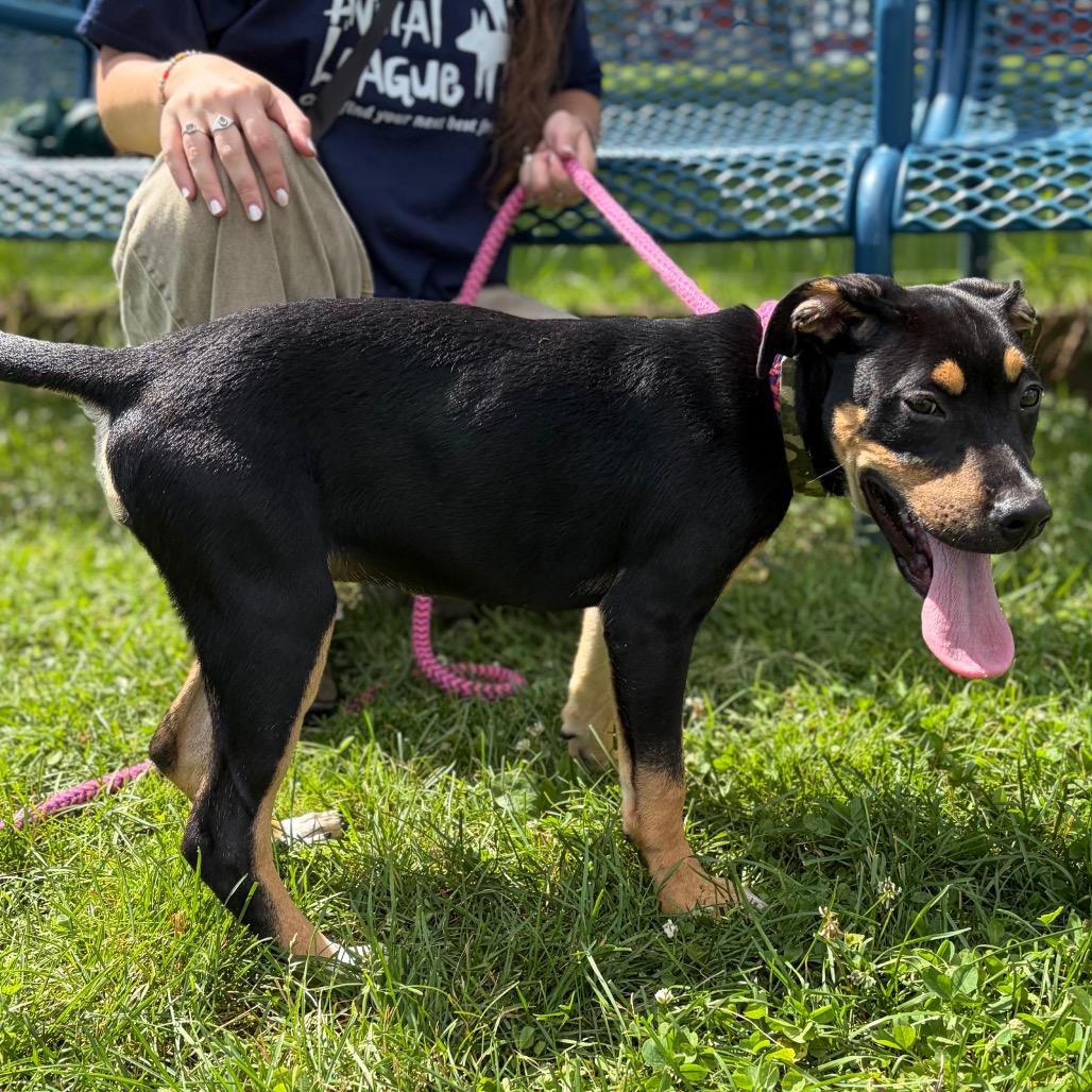 Lilith, Adoptable, Puppy Female Mixed Breed.