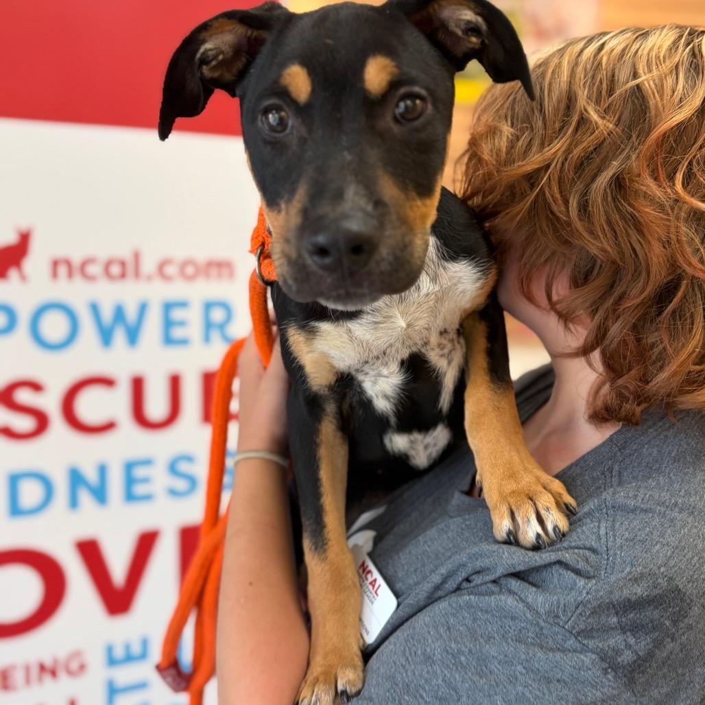 Enlarge Lilith, a Adoptable Mixed Breed in Morrisville, VT image 2/6