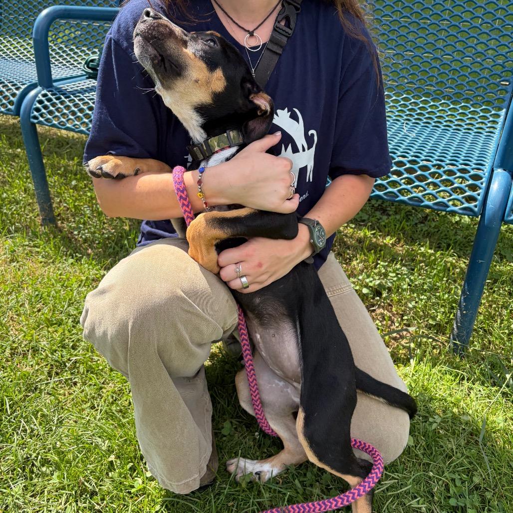 Enlarge Lilith, a Adoptable Mixed Breed in Morrisville, VT image 3/6